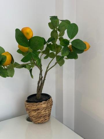 Citrus Suite By Alhaurin Loft City Center Alhaurin de la Torre Ngoại thất bức ảnh